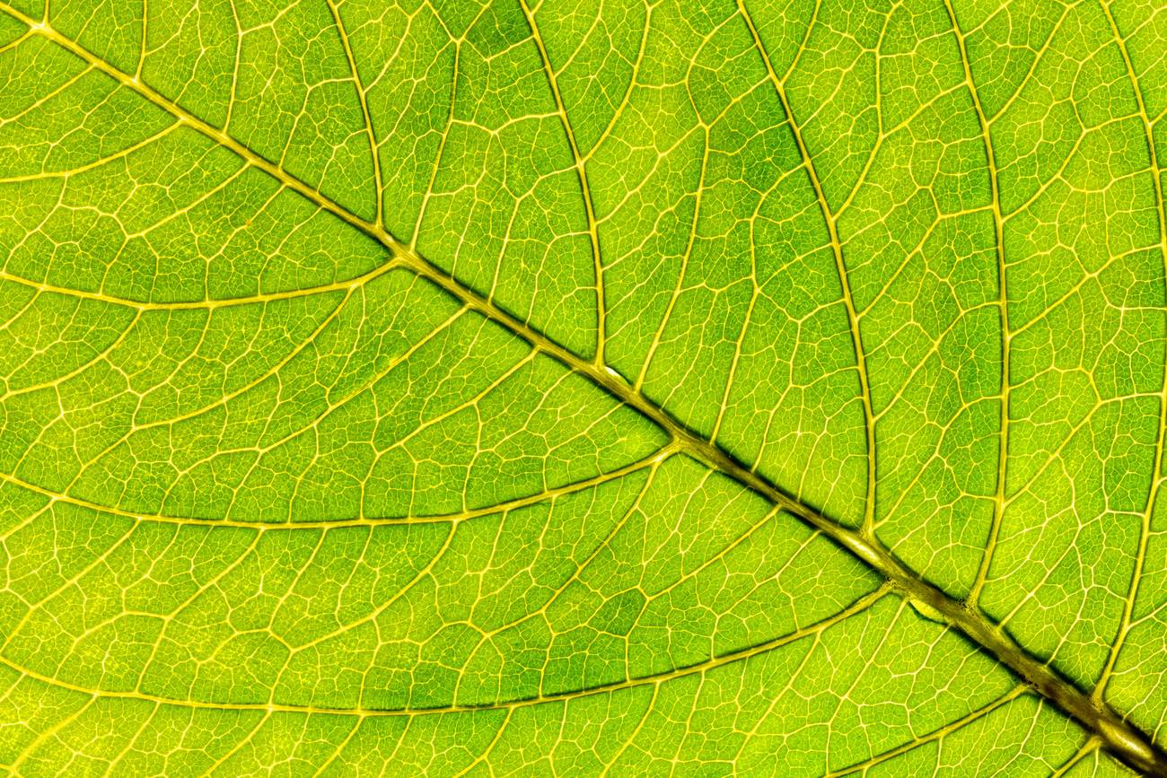 Backlit leaf showing its full venation network