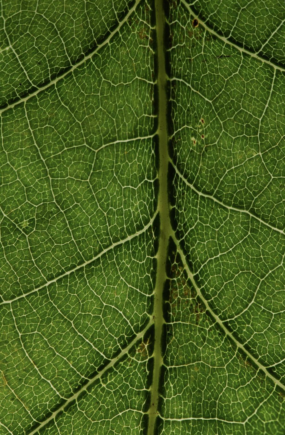 Macro of a leaf's midrib and branching veins